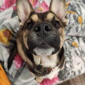 Victor_Kiss